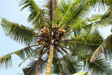 Fototapeta premium big and tall coconut trees in the highlands of Indonesia