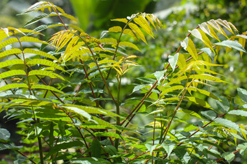 close up photo of surian plant in indonesian highlands