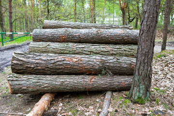 Fototapeta premium Stacked logs in a serene forest setting during springtime