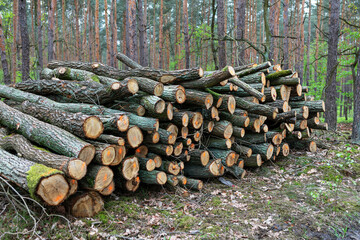 Stack of freshly cut logs in a serene forest setting during early spring