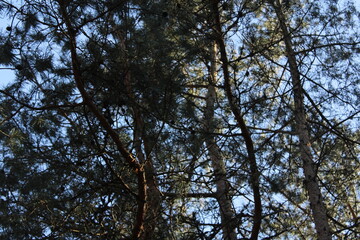 trees and sky