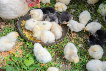 Newborn chicks of various colors pecking at grains in a bowl while a mother hen watches over her fluffy brood in a lush grassy field, creating a peaceful rural scene