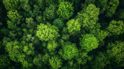 floresta de &aacute;rvores vista a&eacute;rea, meio ambiente limpo, imagem de capta&ccedil;&atilde;o de drone