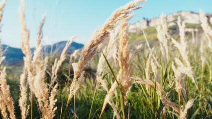 Fototapeta premium Low Nature Plants Moved By Wind On A Sunny Easter Day In Italy
