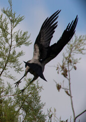 crow on a branch, Hooded Crow (Corvus corone cornix). Sardinia, Italy