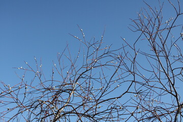 tree branches against blue sky