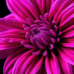 Obraz premium Surreal dark chrome pink & purple dahlia macro, isolated on black background, fantasy, surreal, photography