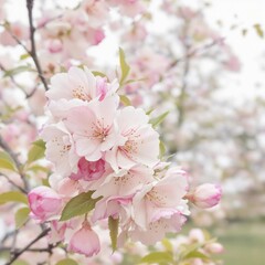 Obraz premium A tree with pink flowers is the main focus of the image
