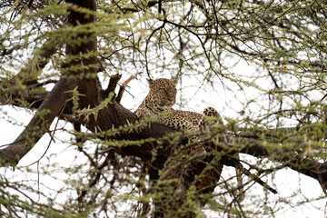 Leopard rests gracefully on a tree branch, perfectly camouflaged among the acacia thorns in the Kenyan wilderness