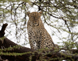 Leopard sits alertly on a high acacia branch, its spotted coat blending seamlessly with the surrounding foliage in the African wilderness