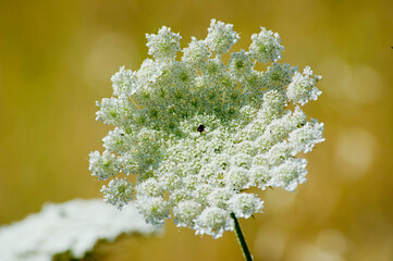 close up of a flower,Sea Carrot Daucus carota, Sarinia, Italy.