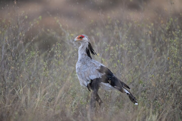 Close view of a Secretarybird standing proudly among dry grass