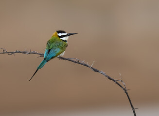 White-throated Bee-eater perches on a thorny branch against a soft brown backdrop
