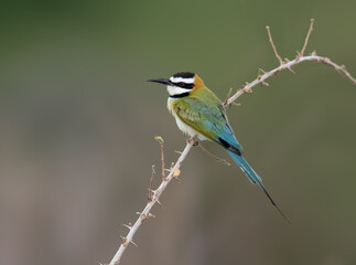 White-throated Bee-eater perches on a thorny branch against a soft brown backdrop
