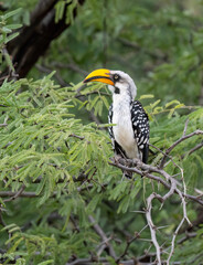 Eastern Yellow-billed Hornbill perches on a thorny branch, its bright bill standing out amid the acacia foliage of Kenya