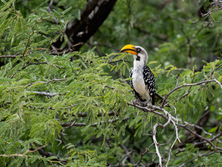 Eastern Yellow-billed Hornbill perches on a thorny branch, its bright bill standing out amid the acacia foliage of Kenya