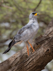 Eastern Chanting Goshawk perched on a tree branch in the Kenyan savannah