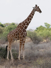 Reticulated giraffe standing tall in a dry savanna landscape in northern Kenya