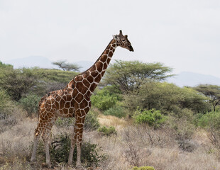 Reticulated giraffe standing tall in a dry savanna landscape in northern Kenya