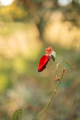 Spent red rose bud with only one petal remaining