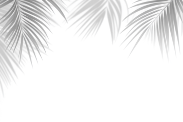 Realistic palm leaf shadow overlay effect isolated on white background, Natural shadow of tropical palm branch. Mockup of transparent shadow for product presentation, backdrop, Design elements, PNG 