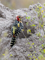 Red-and-Yellow Barbet Perched on Termite Mound