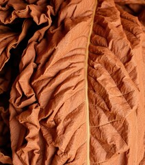 Dry, crumpled tobacco leaves showing brown and tan textures, veins prominent, tan texture, close-up