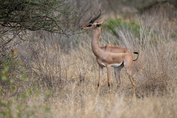 Gerenuk browses on thorny acacia branches, stretching its neck to reach fresh green leaves