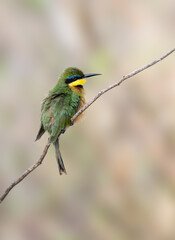 Little Bee-eater perched on a bare branch, displaying its vibrant green, yellow, and blue plumage against a soft background