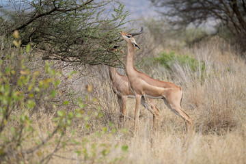 Gerenuk browses on thorny acacia branches, stretching its neck to reach fresh green leaves