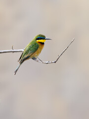Little Bee-eater perched on a bare branch, displaying its vibrant green, yellow, and blue plumage against a soft background