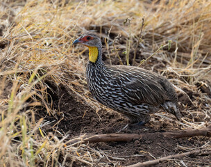 Yellow-necked Spurfowl standing on dry ground in a savanna habitat, showing its distinctive yellow throat and patterned plumage
