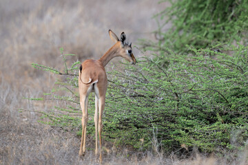  Gerenuk browses on thorny acacia branches, stretching its neck to reach fresh green leaves