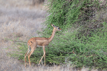  Gerenuk browses on thorny acacia branches, stretching its neck to reach fresh green leaves
