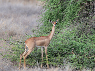  Gerenuk browses on thorny acacia branches, stretching its neck to reach fresh green leaves