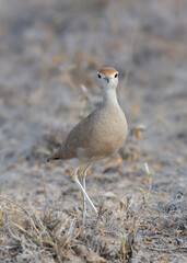 Somali Courser stands alert on dry, grassy ground, showcasing its slender legs, sandy plumage, and bold white eyebrow stripe