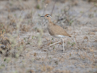 Somali Courser stands alert on dry, grassy ground, showcasing its slender legs, sandy plumage, and bold white eyebrow stripe