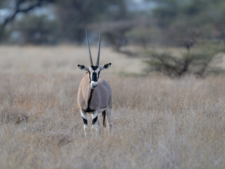 Beisa Oryx or East African Oryx stands tall in the dry savannah with its long, straight horns