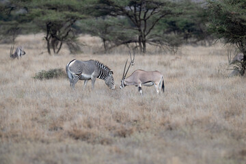 Grevy's zebra and Beisa oryx grazing side by side in the African savanna
