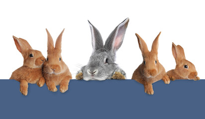 Cute fluffy rabbits peeking out from blue paper banner on white background