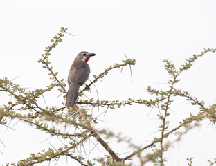 Rosy-patched Bushshrike perched on an acacia tree with prominent white thorns against a bright sky