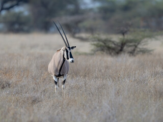 Beisa Oryx or East African Oryx stands tall in the dry savannah with its long, straight horns