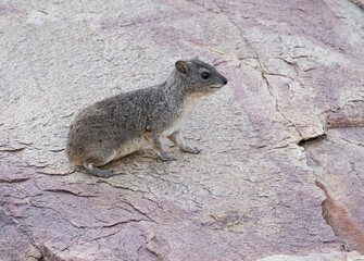 Rock hyrax resting on rocks in its natural habitat