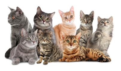 Group of cute cats on white background, banner design