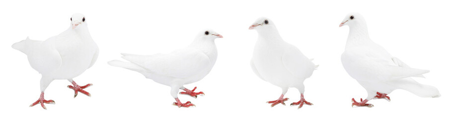 Beautiful dove isolated on white, collage of photos