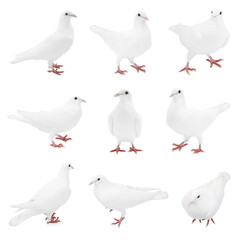 Beautiful dove isolated on white, collage of photos