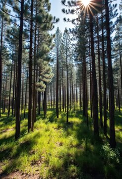 Sun-dappled pine forest, scarred by illegal logging, sustainability, brown, needles