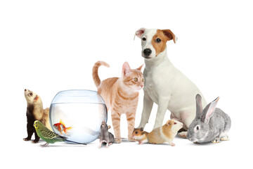 Group of cute domestic pets on white background