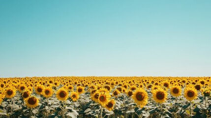 Obraz premium Field of bright yellow sunflowers blooming under a clear blue sky