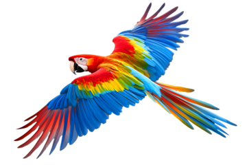 Beautiful Colorful flying parrot on transparent background